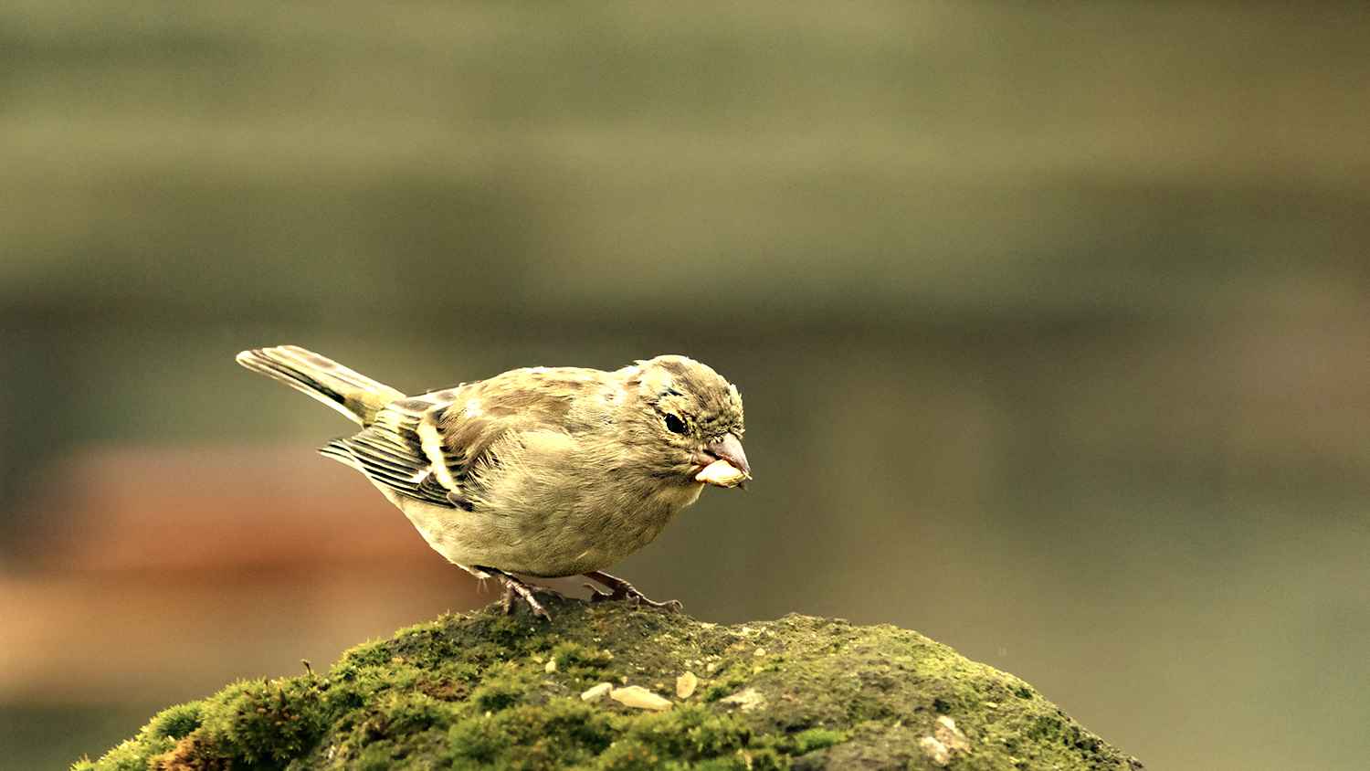 Common Chaffinch